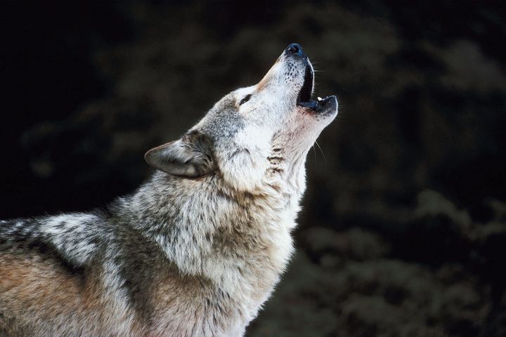 Lone wolves are assertive bosses, but teams can get frustrated by how they go renegade without notice.