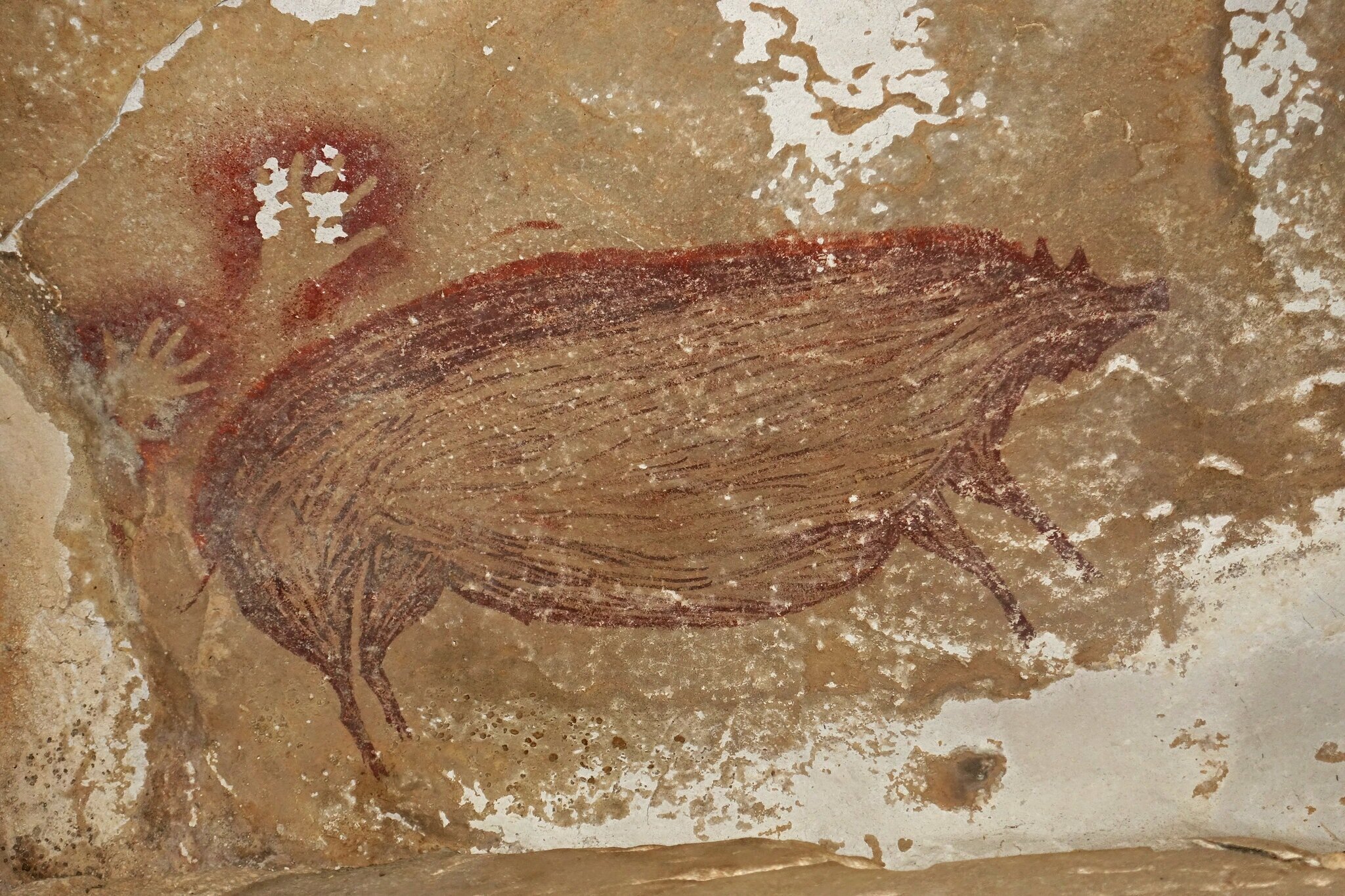 Cette peinture de cochon pourrait être la plus ancienne réalisée par l'homme