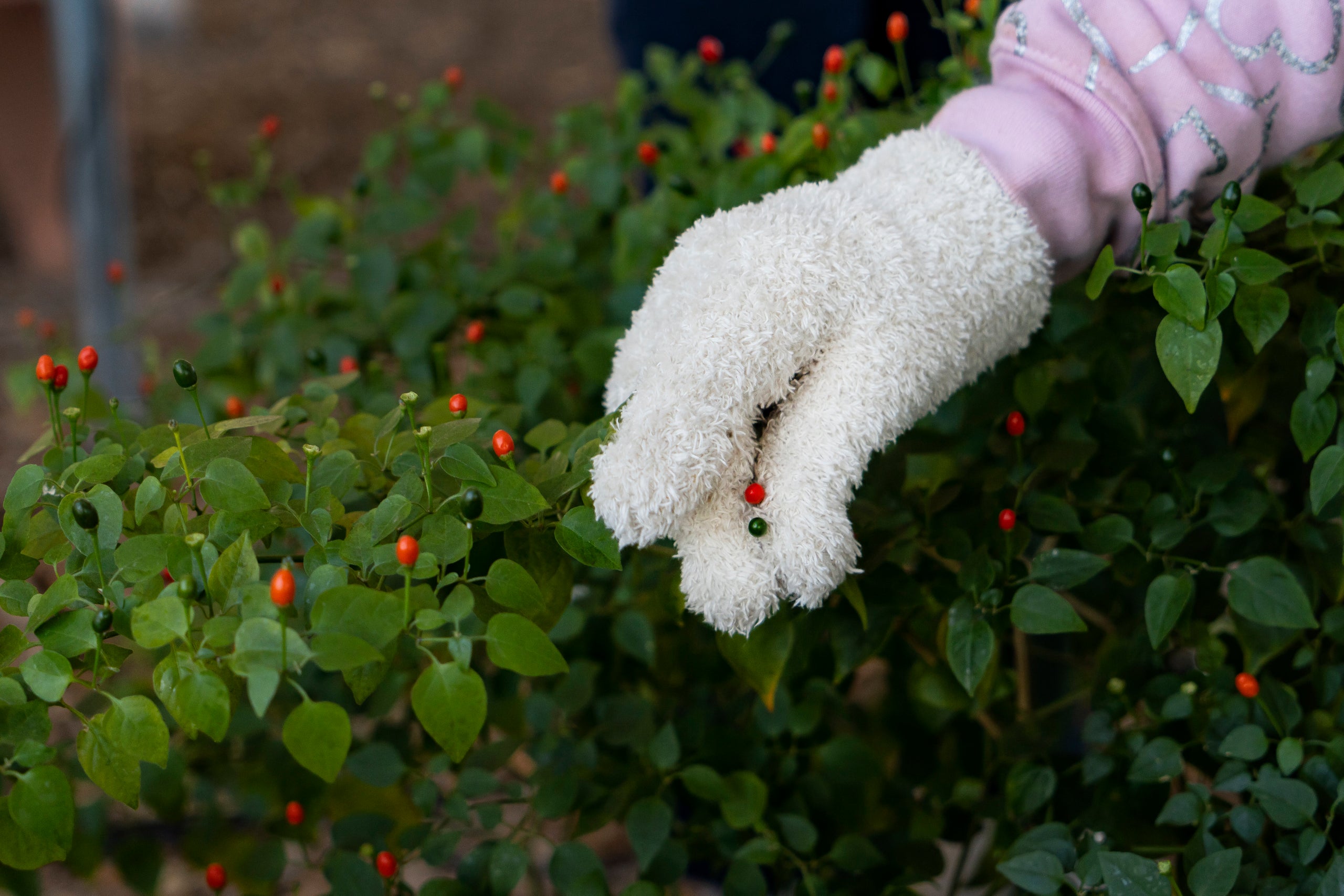 Native chiltepin peppers thrive in the shade of solar panels at Manzo Elementary School.