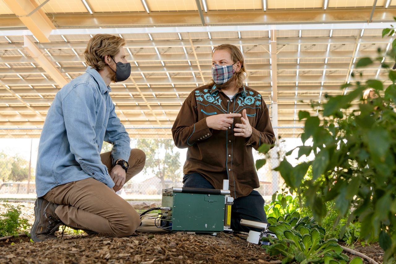 Greg Barron-Gafford and his research team at the University of Arizona, including doctoral candidate Kai Lepley, left, have been pleasantly surprised at how well some plants grow in the shade of photovoltaic panels.
