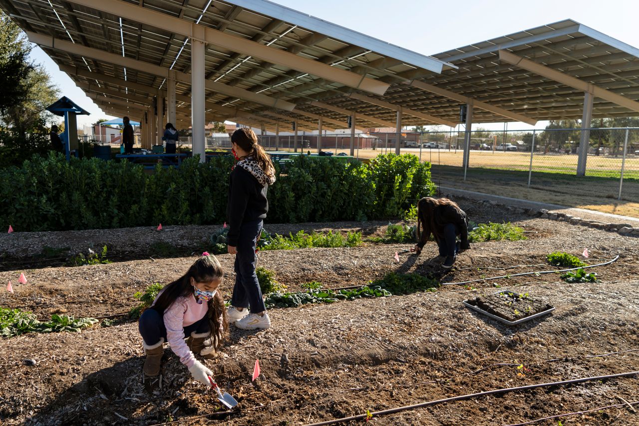 Jasmine Bueras, 9, (left) Aryanna Iniguez, 10, and Iantha Bueras, 9, plant seedlings in the Agrivoltaics Learning Lab at Manzo Elementary School in Tucson.