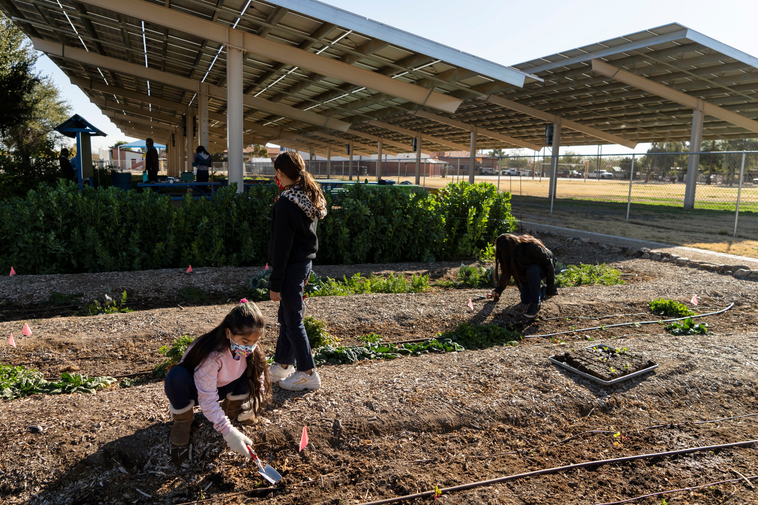 Jasmine Bueras, 9, (left) Aryanna Iniguez, 10, and Iantha Bueras, 9, plant seedlings in the Agrivoltaics Learning Lab at Manz