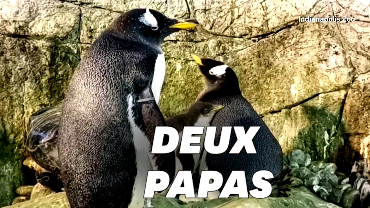 Ce bébé manchot a deux papas, une première pour le zoo d'Indianapolis