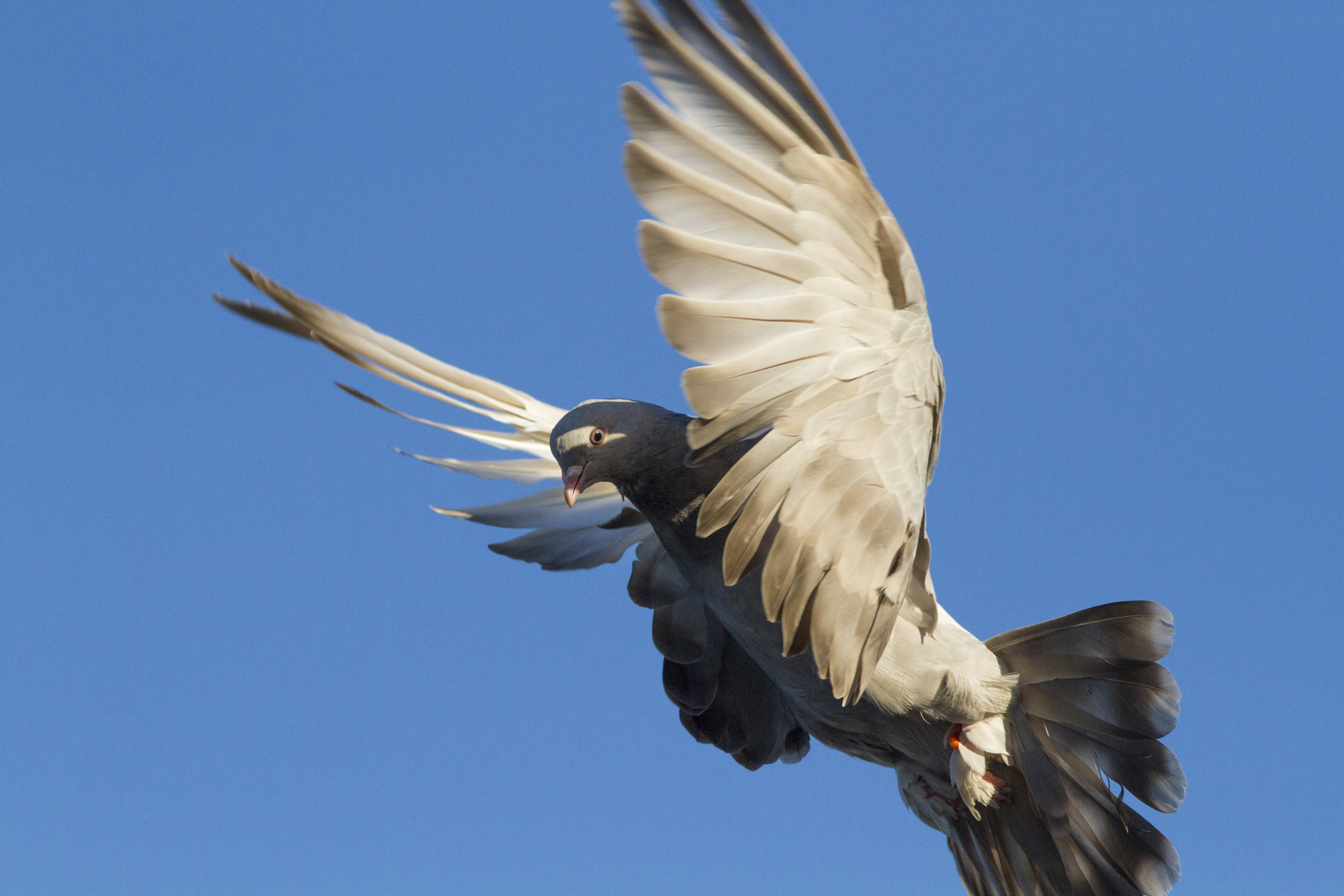 En Australie, un pigeon voyageur accusé d'entrée illégale sur le territoire