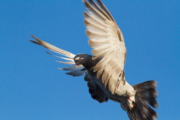 Soupçonné d'être entré illégalement en Australie, ce pigeon pourrait échapper à l'euthanasie (photo d'illustration: un pigeon voyageur de la race des Tumbler turcs, similaire à 