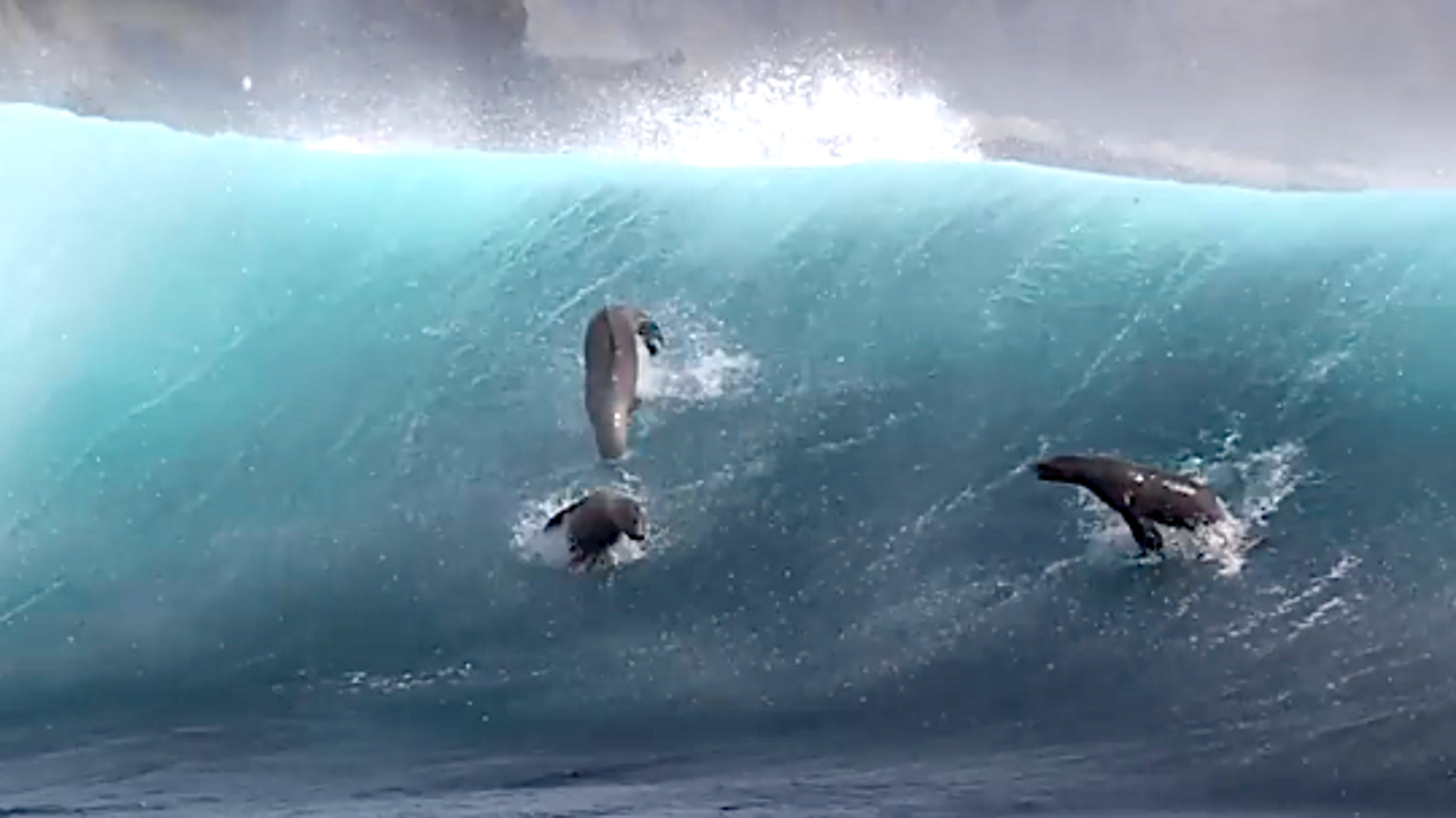 Watch Sea Lions 'Surfing' Off Santa Barbara Island For The Sheer Joy Of