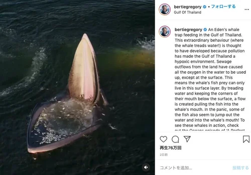 立ち泳ぎするクジラの映像がSNSで拡散 ⇒ 海洋汚染の結果だった