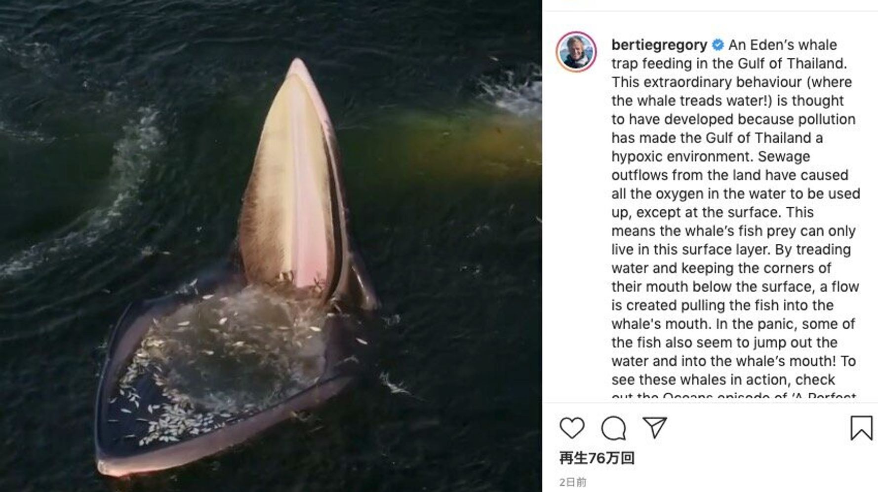 立ち泳ぎするクジラの映像がsnsで拡散 海洋汚染の結果だった ハフポスト