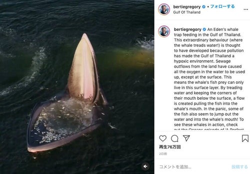 立ち泳ぎするクジラの映像がSNSで拡散 ⇒ 海洋汚染の結果だった
