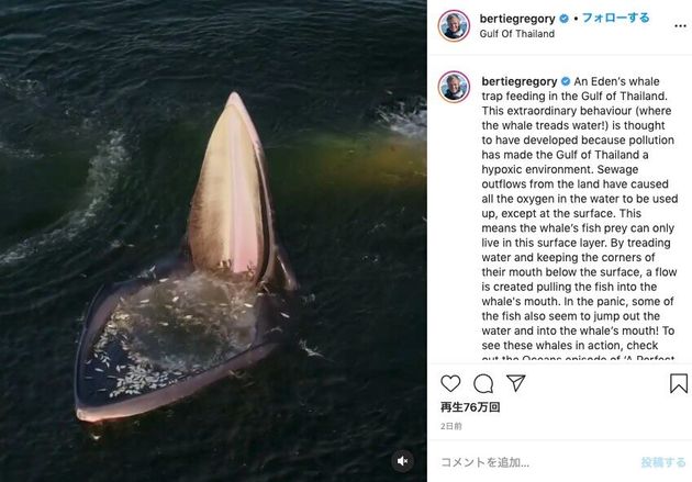 立ち泳ぎするクジラの映像がsnsで拡散 海洋汚染の結果だった ハフポスト