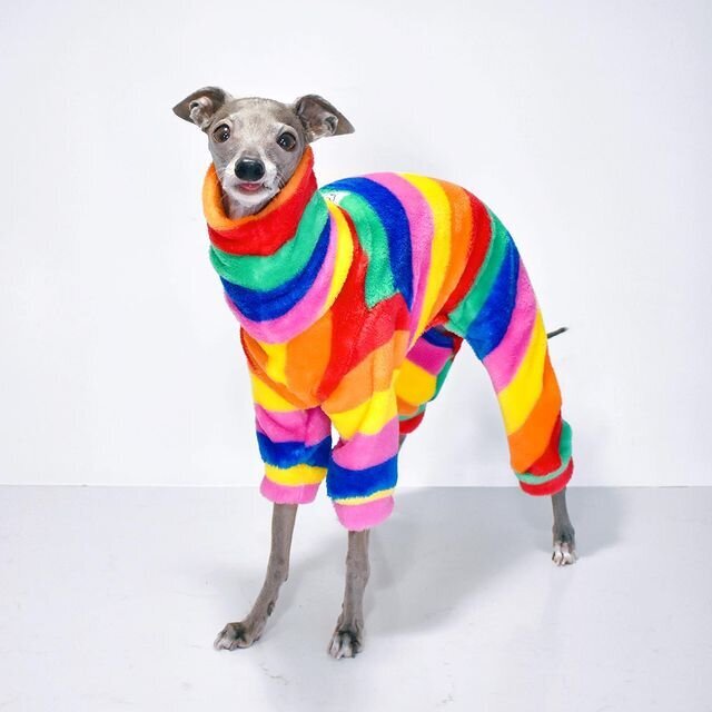 greyhound fashion dog