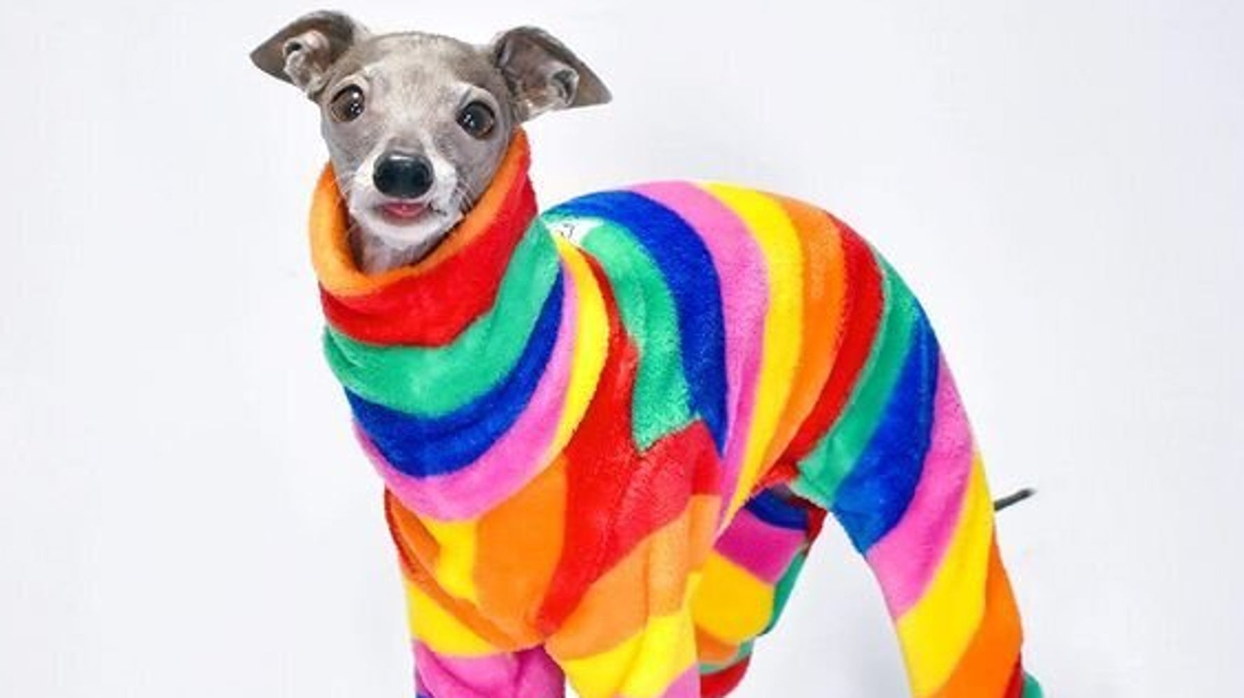 Best boots 2024 for italian greyhound
