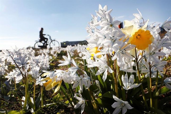 Flores en primavera.