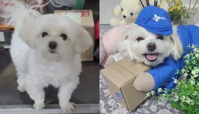 택배기사 A씨 반려견 경태의 최신 근황