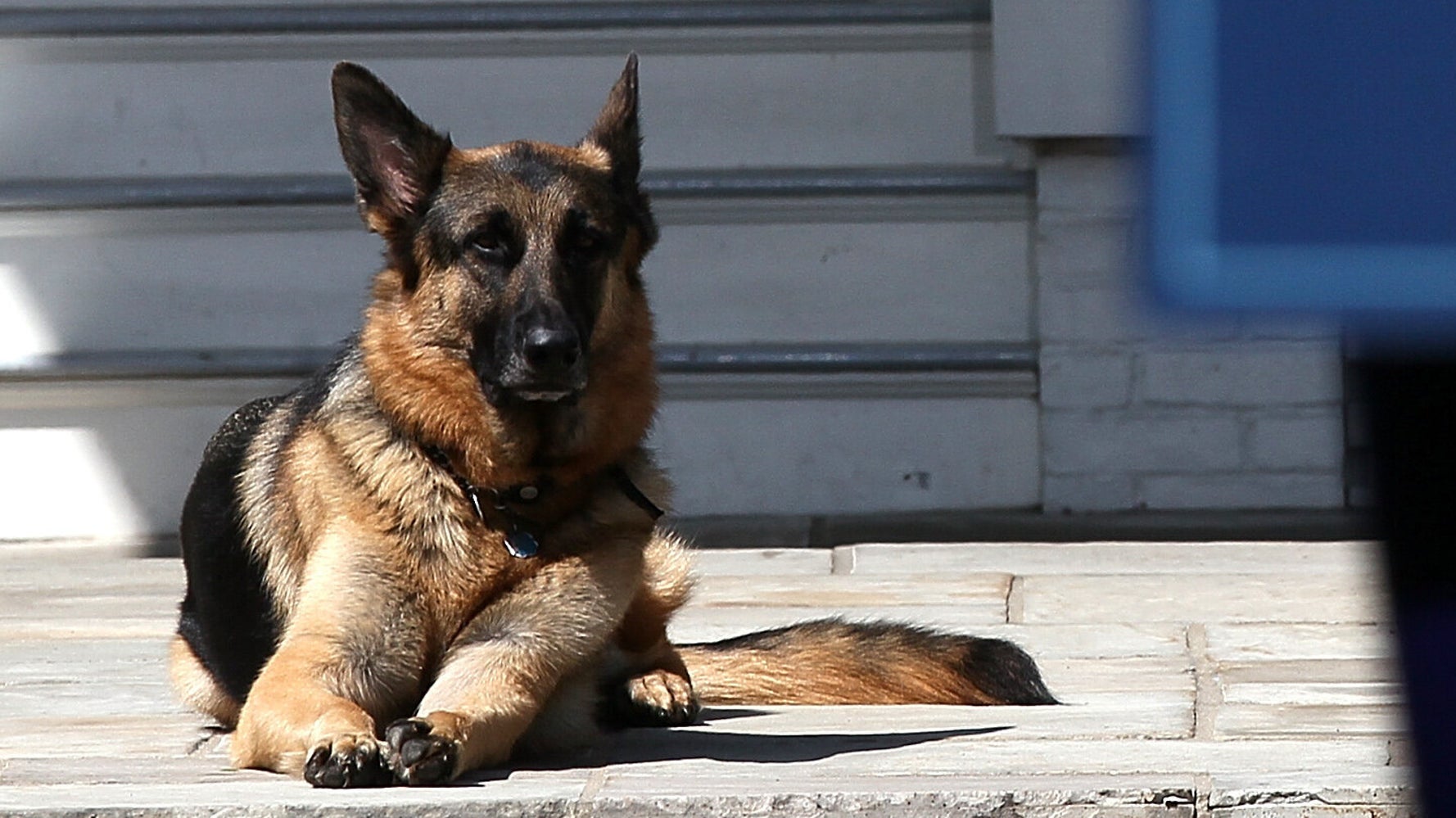 Adorable Photos Of The Biden Dogs Champ And Major Huffpost Life