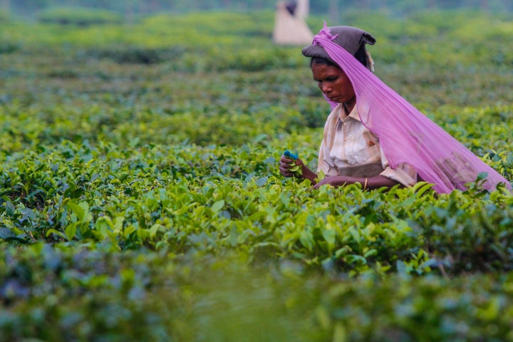 A woman picks organic tea by hand in the Simulbari Tea Garden plantation in India, harvesting one of the world's best and most famous qualities of Darjeeling tea.