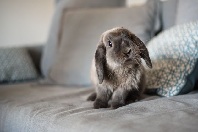 Les lapins, comme les cochons d'Inde ou les furets, font partie des nouveaux animaux de compagnie fortement abandonnés en 2020.