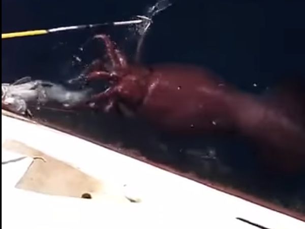 Giant Squid Caught On Video By Startled Russian Sailors