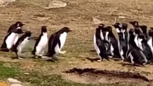 Confused Penguin Joins The Wrong Group... Only To Be Rescued By A Penguin Pal 2 600a525b2600001c0bacf79f