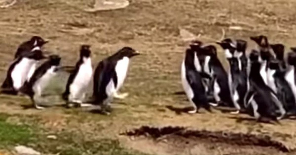 Confused Penguin Joins The Wrong Group... Only To Be Rescued By A ...