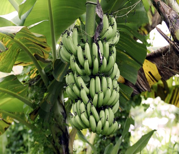 Une plainte déposée il y a 14 ans pour empoisonnement au chlordécone par des associations martiniquaises et guadeloupéennes pourrait tomber sous le coup de la prescription, ont elles indiqué jeudi à l'issue d'une audition au TGI de Paris. (photo d'illustration d'un régime de bananes, prise en Martinique en novembre 2005)