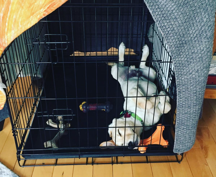 Beau in his crate while the author teaches her classes remotely during the pandemic.