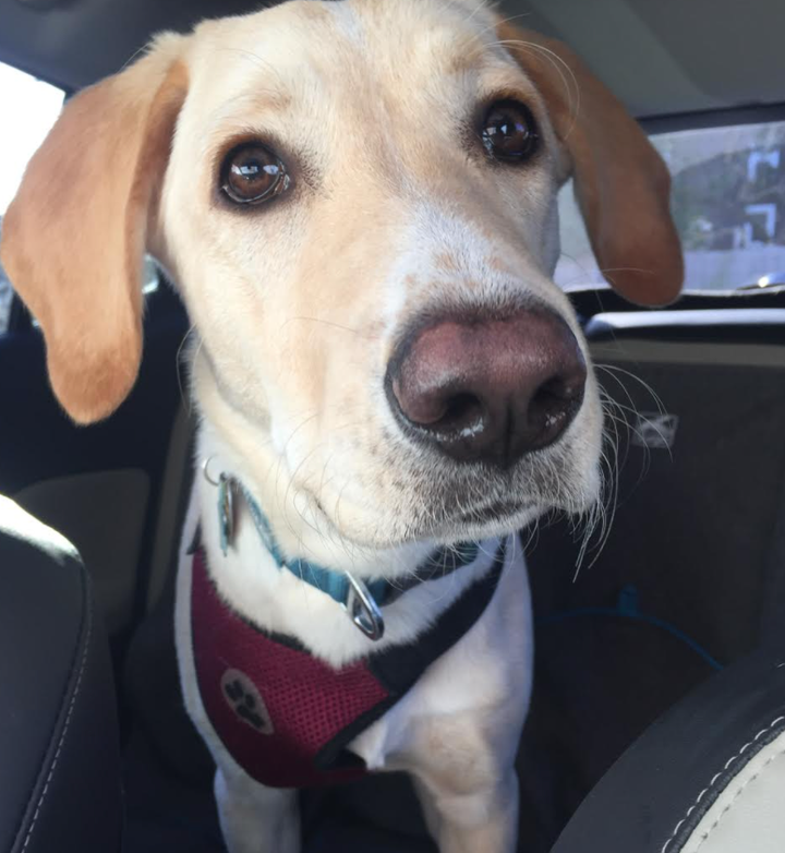 Beau (6 months) loves car rides.