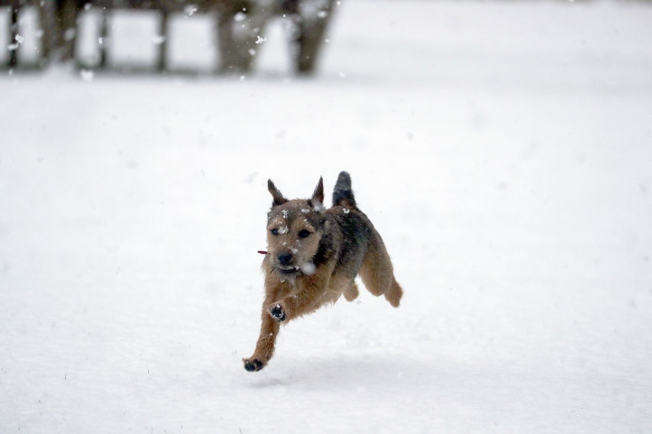 Winston, an 8 month old Border Terrier, enjoys the snow for the first time near Windsor, Berkshire.