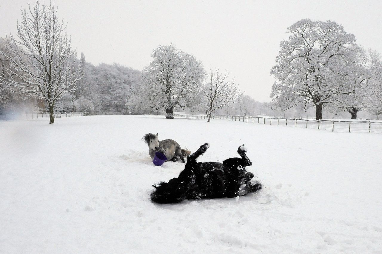 Ponies roll in the snow in a field in Helperby, northern England