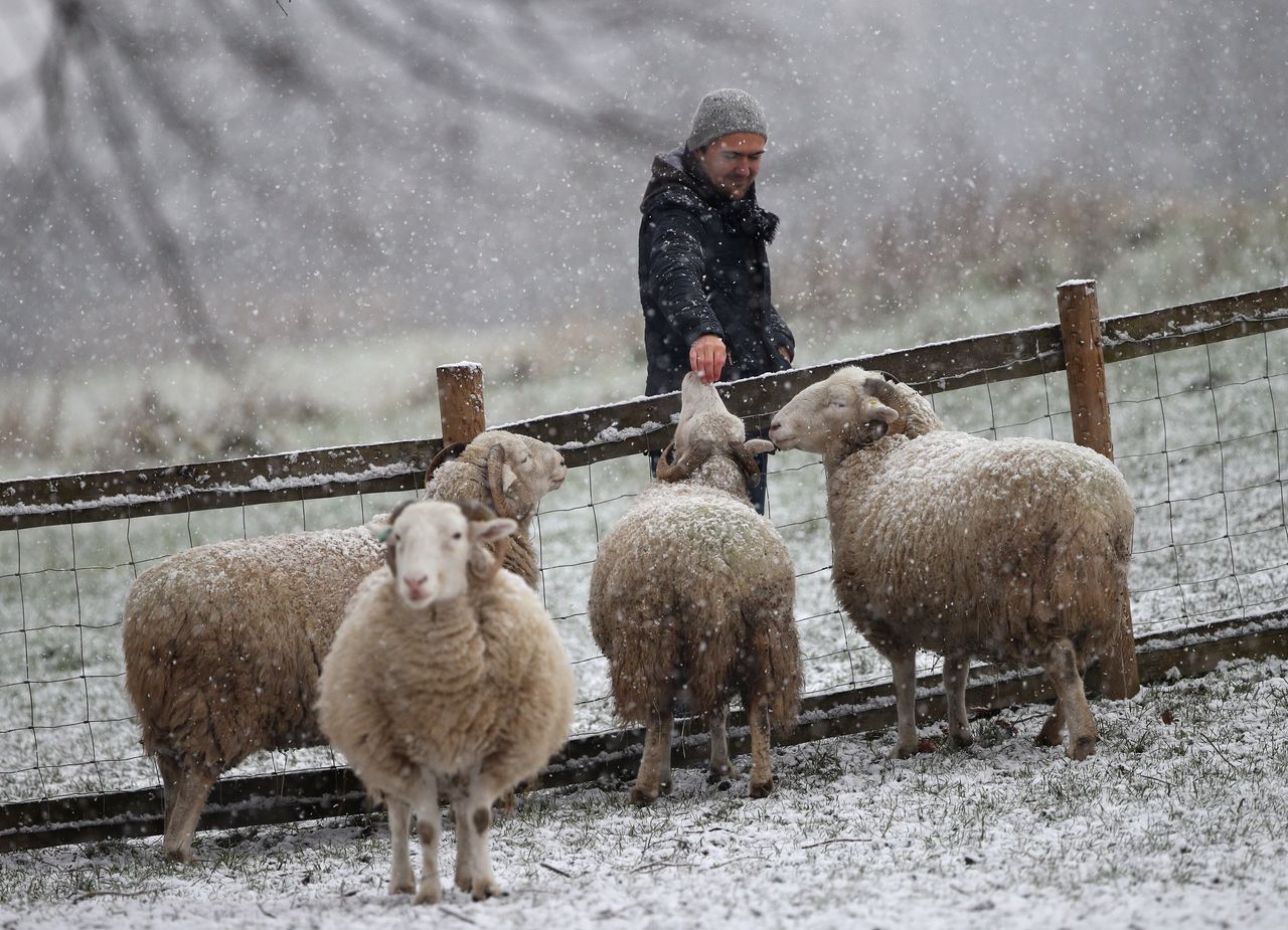 A man petting sheep during a snow shower in Mudchute Park and Farm, London