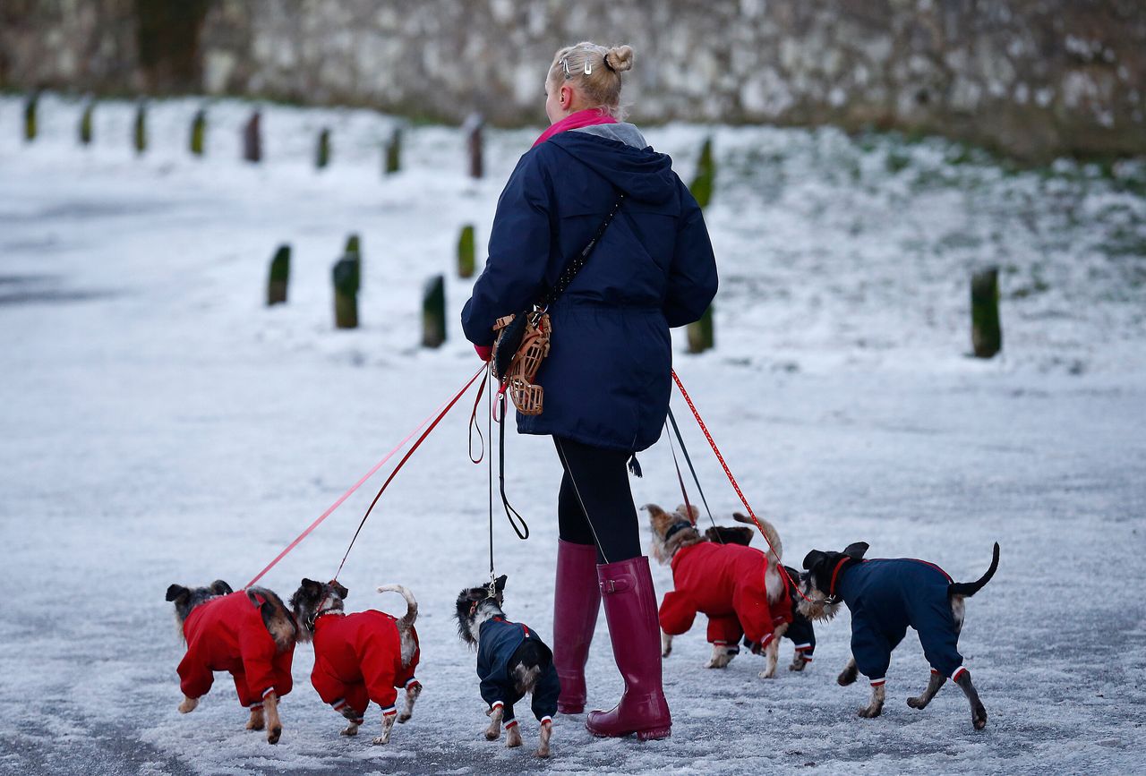 A woman walks dogs wearing jackets during icy conditions in Newtown Linford