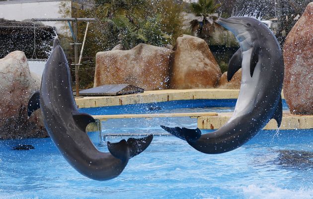 Le Parc Astérix va cesser de proposer des spectacles avec des dauphins, lors de sa réouverture au sortir de la crise sanitaire (image d'illustration prise à Antibes en 2013). 