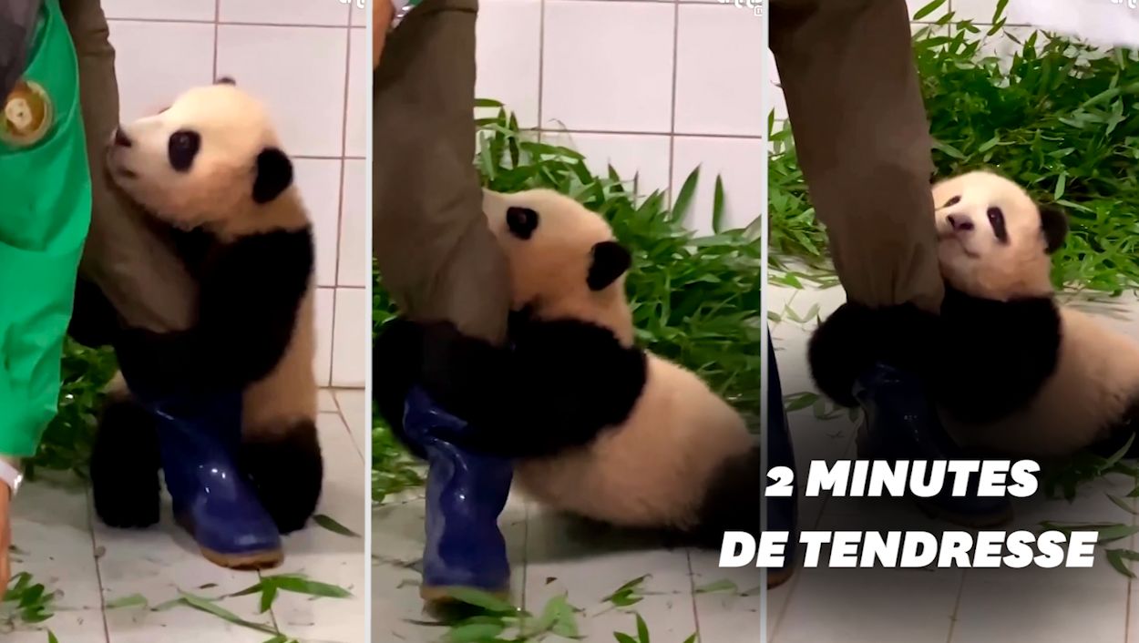 Ce bébé panda qui s'accroche à son soigneur va vous faire fondre