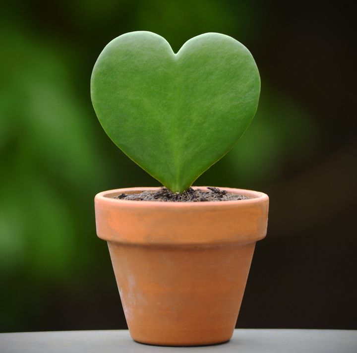 A living, growing symbol of your love ― here's hoping your Valentine can keep it alive.