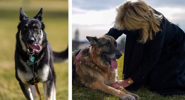 Major e Camp, con Joe e Jill Biden tornano i cani alla Casa Bianca Major e Camp, con Joe e Jill Biden tornano i cani alla Casa Bianca