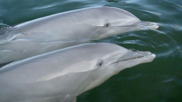 Dolphins pictured at the Dolphin Research Centre in Florida