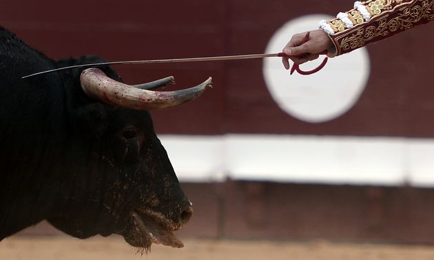 Un matador touchant un taureau lors des férias de Dax le 15 août 2019 (Photo by IROZ GAIZKA / AFP)