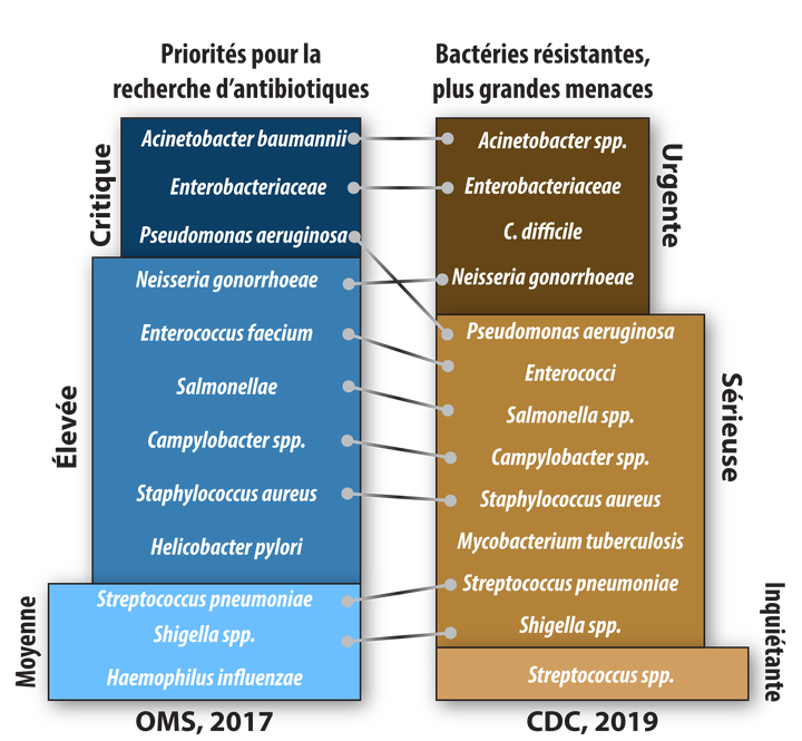 Bactéries menaçantes selon le CDC et priorités de recherche selon l’OMS.