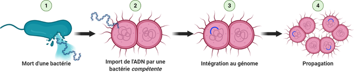 Les gènes contenus dans l’ADN peuvent être recyclés par les bactéries naturellement compétentes.