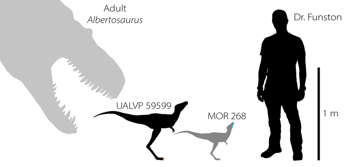 A diagram showing the relative size of the discoveries. 