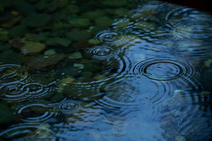 Raindrops fall on the lotus pond