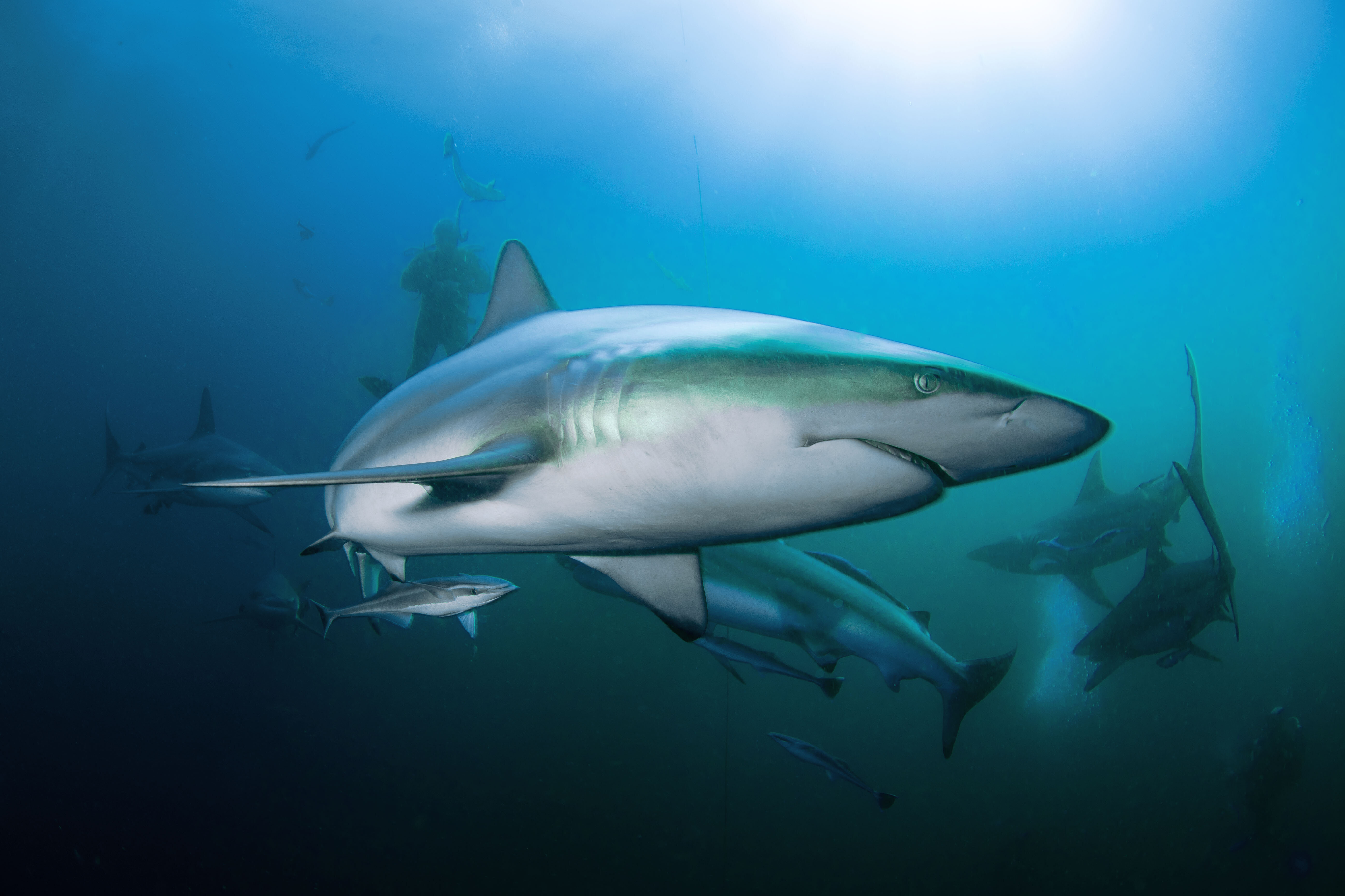 Près de deux tiers des requins ont disparu des océans en 50 ans