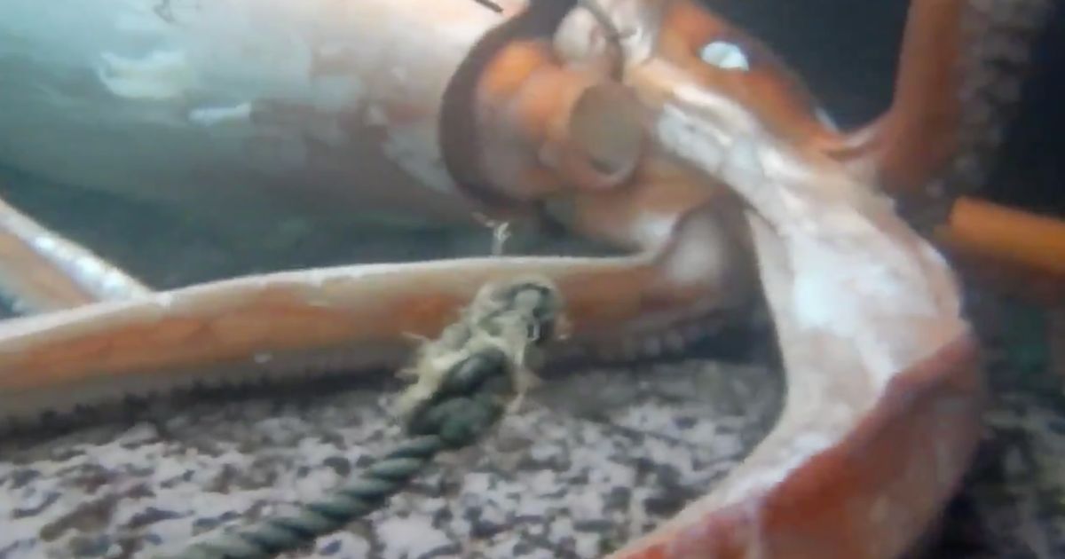 ダイオウイカが生きたまま島根県で発見される。深海生物の貴重な姿に水族館が取った対応は【動画】