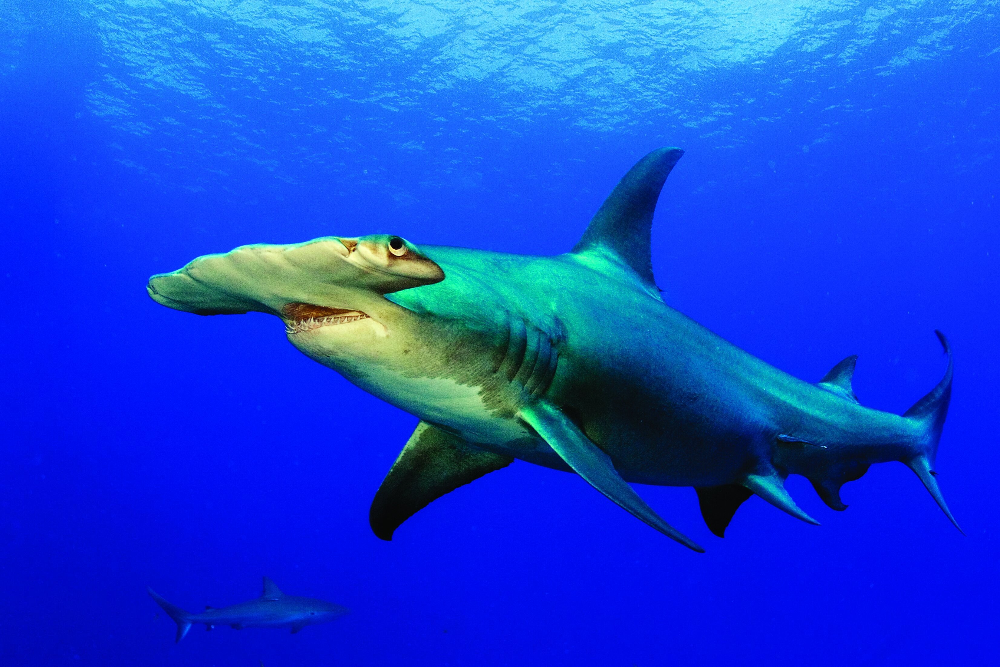 Shark And Ray Populations Have Fallen 71% Since 1970, Study Finds ...