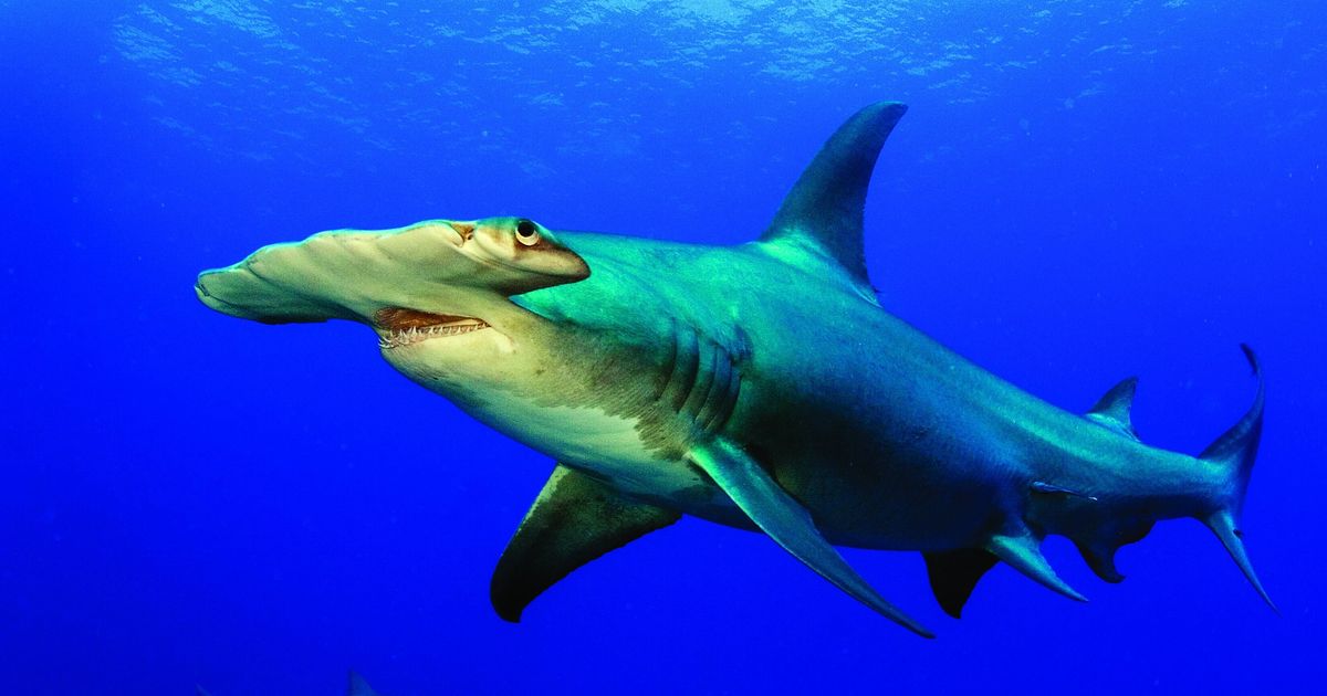 Большая морская акула. Рифовая акула молот. Акула-молот (Sphyrna mokarran. Акула мако акула молот. Акула молот хищник.
