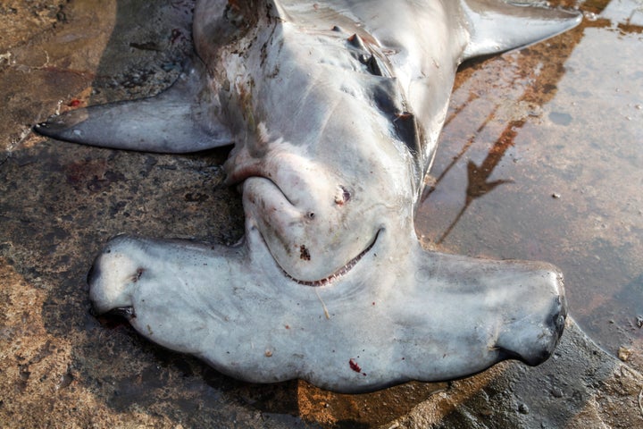 Three species of sharks — the oceanic whitetip sharks, scalloped hammerhead sharks and great hammerhead sharks — are now considered critically endangered.