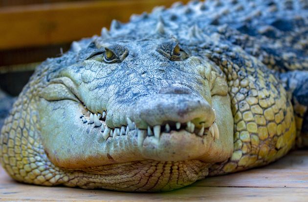 Une crocodile au Zoo d'Antalya, en Turquie, le 9 août 2020.