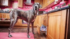 The World’s Tallest Dog Has Died