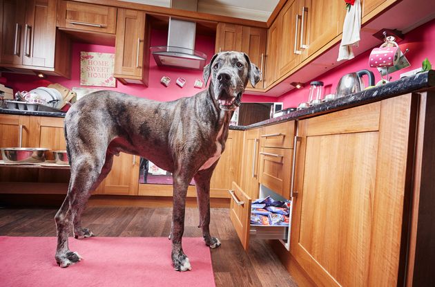 Freddy in the kitchen