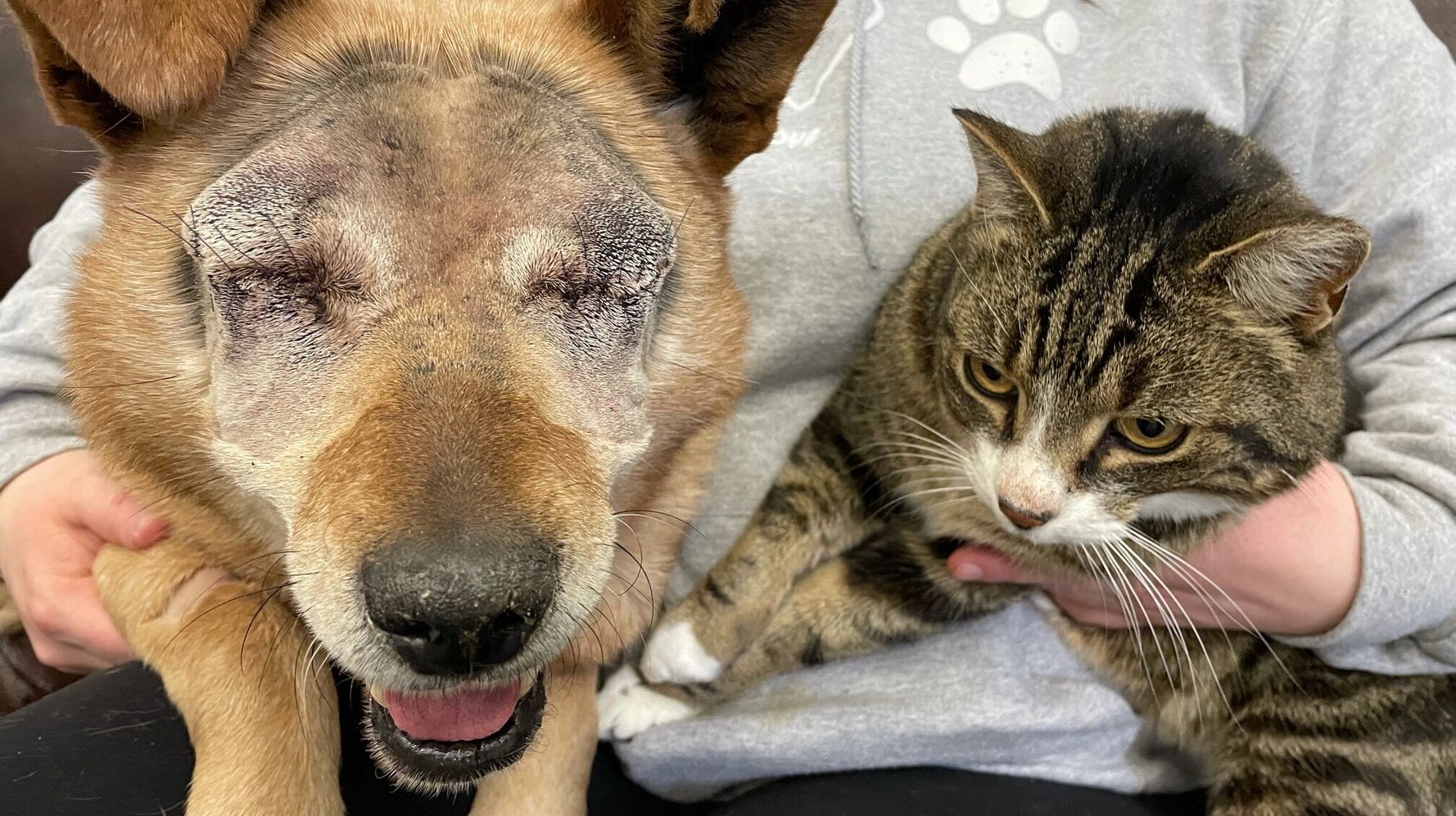 Alberta Blind Dog And Cat Companion Up For Adoption | HuffPost Life